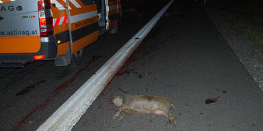 Vier Autos rasen in Wildschwein-Rudel 