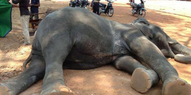 Bei 40 Grad musste Elefantenkuh Touristen tragen – jetzt ist sie tot