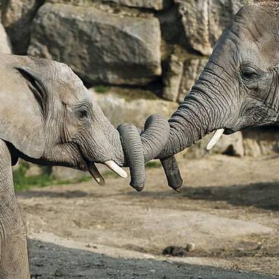 Spiel und Spaß im Tiergarten