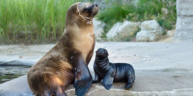 Todes-Serie in Schönbrunn: 6 Robben tot