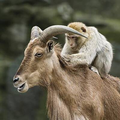 Spiel und Spaß im Tiergarten