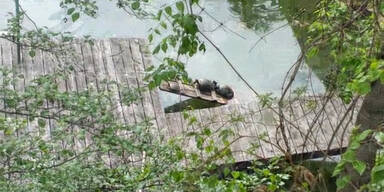 Schildkröten in der Donau