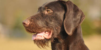 89-J&auml;hrige von Jagdhund totgebissen