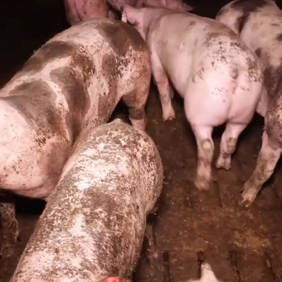 Nutztierhaltung zerstört Planeten: Wahrheit oder Mythos?