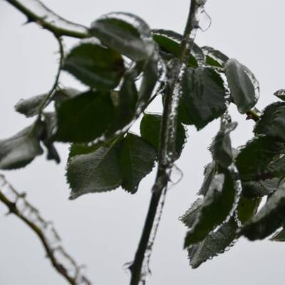 Waidhofen an der Thaya, NÖ