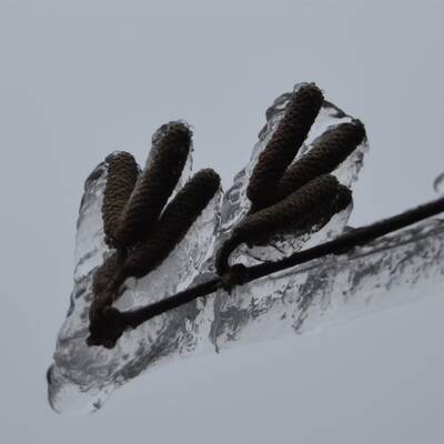 Waidhofen an der Thaya, NÖ