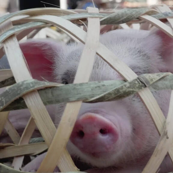 Proteste: Tierschutz, Bauern & FPÖ gegen ÖVP