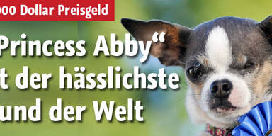 Hässlichster Hund der Welt gekürt