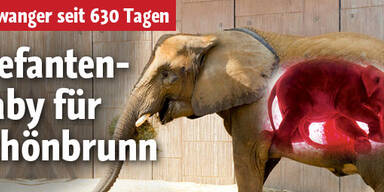 Schönbrunn bekommt jetzt Baby-Elefant