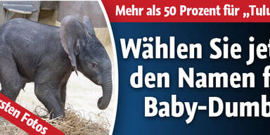 Baby-Dumbo zeigt sich zum ersten Mal