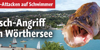 Fisch-Angriff
im Wörthersee