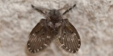 DIESES Insekt in der Wohnung sollten Sie sofort bek&auml;mpfen