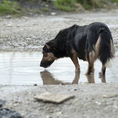 So leben die Zwillinge im Kosovo