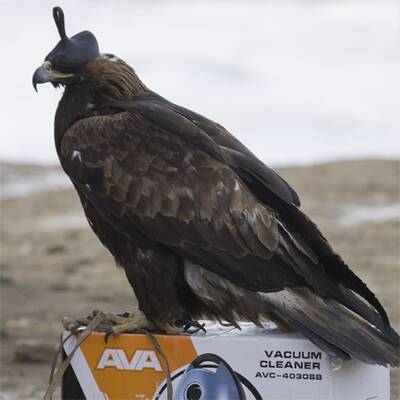 Adlerjagd in Kasachstan