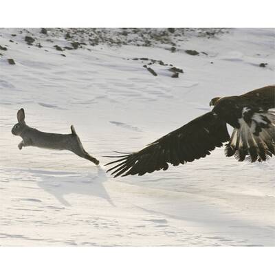 Adlerjagd in Kasachstan