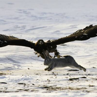 Adlerjagd in Kasachstan