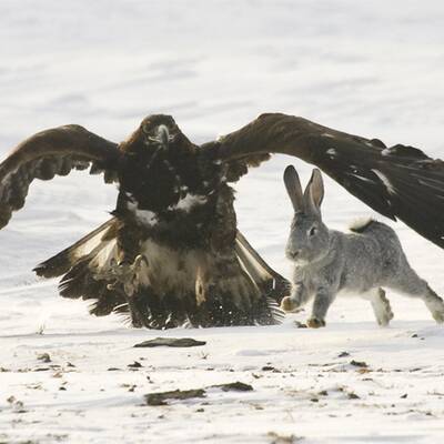 Adlerjagd in Kasachstan