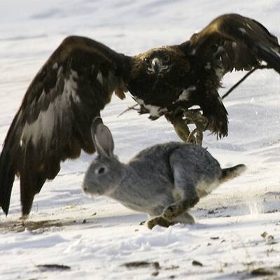 Adlerjagd in Kasachstan