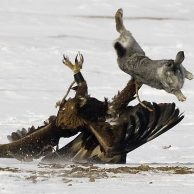 Adlerjagd in Kasachstan