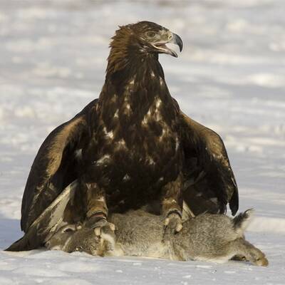 Adlerjagd in Kasachstan