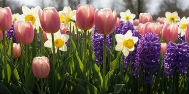 Mit der "Garten Tulln&ldquo; bl&uuml;hen Besucherzahlen und Ums&auml;tze auf