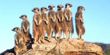 Universum für zwei Emmys nominiert