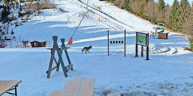 Wolf Kärnten Skipiste Arnoldstein