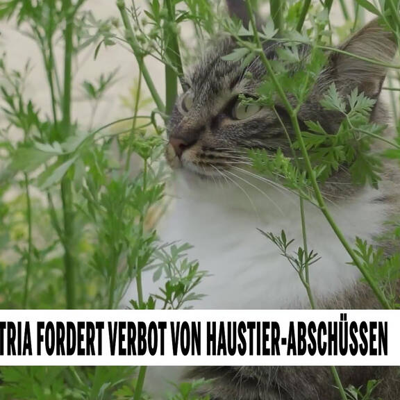 Tierschutz Austria fordert Verbot von Haustier-Abschüssen