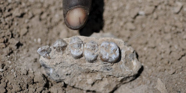 Vor 41 Jahren wurde Lucy entdeckt