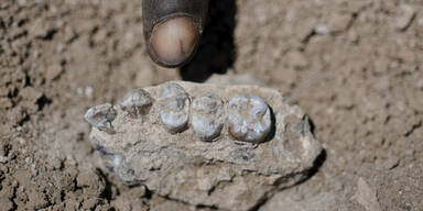 Forscher entdecken Lucys Nachbarn