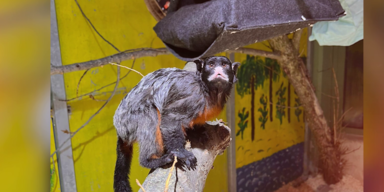 affe 2.png