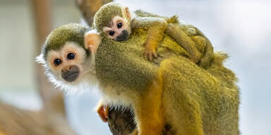 Totenkopf&auml;ffchen Sch&ouml;nbrunn
