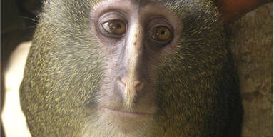 Affe sieht aus wie verpfuschter Jesus