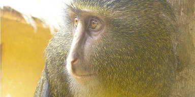 Affe sieht aus wie verpfuschter Jesus
