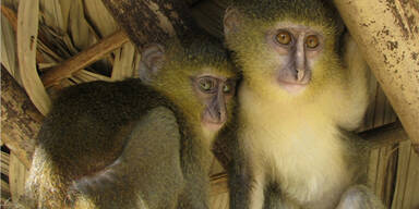 Affe sieht aus wie verpfuschter Jesus
