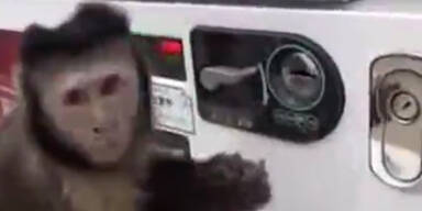 Dieser kleine Affe kauft sich einen Drink