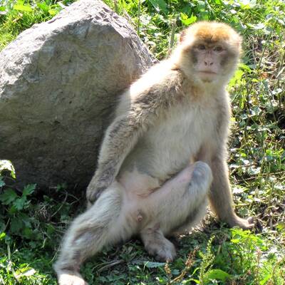 Dieser Affe biss schon viermal Kinder