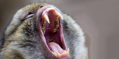 Zoo in der Steiermark: Affe bei&szlig;t Kind