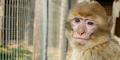 Affe bei&szlig;t Bub Handnerv durch