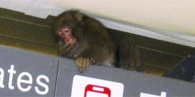 Affe überfiel U-Bahn Tokios