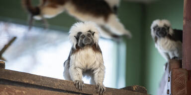 Exotenhaus in V&ouml;sendorf platzt aus allen N&auml;hten