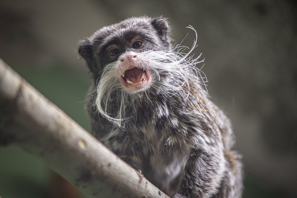 Exotenhaus in Vösendorf platzt aus allen Nähten