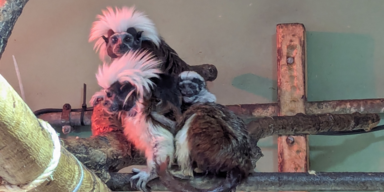 Gerettete Äffchen haben Baby-Zwillinge bekommen