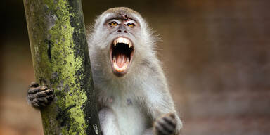 Frau in Indien von Affenbande get&ouml;tet