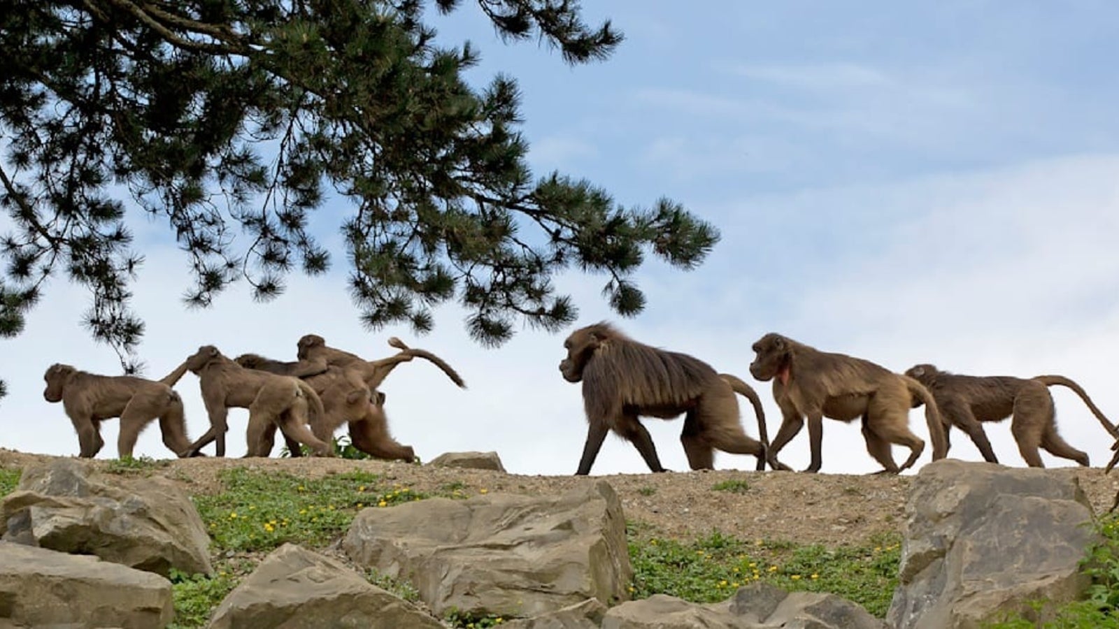 Zoo Zürich tötet zehn gesunde Affen Kép