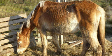 Frau hielt 90 Pferde und 30 Katzen 