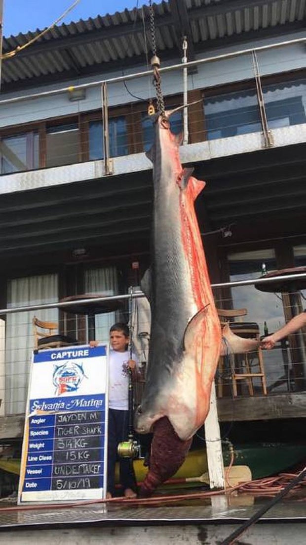 Tierschützer attackieren 8-Jährigen wegen Rekord-Hai-Fang