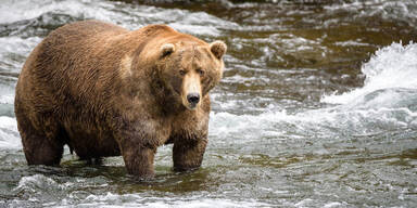 dickster baer in alaska