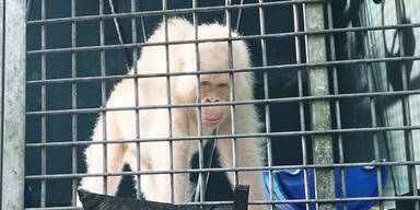 Wei&szlig;er Orang-Utan ist wieder frei