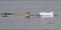 Albino-Delfin